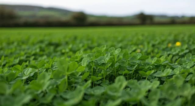 Jaka roślina jest symbolem Irlandii i dlaczego ma to znaczenie?